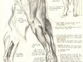 s_synetai_wolf_leg_muscles_r.jpg